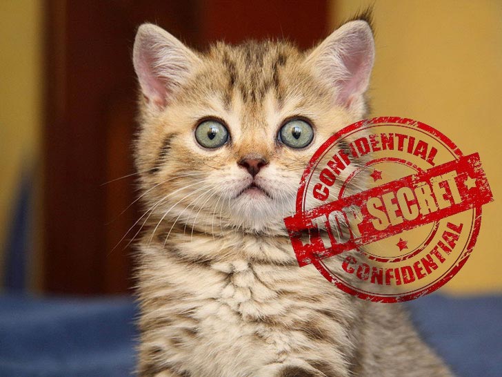 Секретный кот